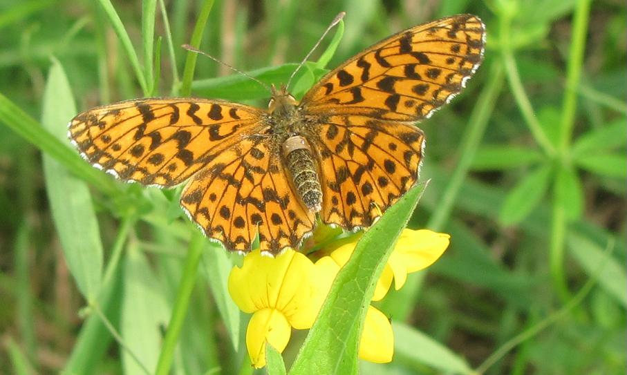 Boloria dia con collana?